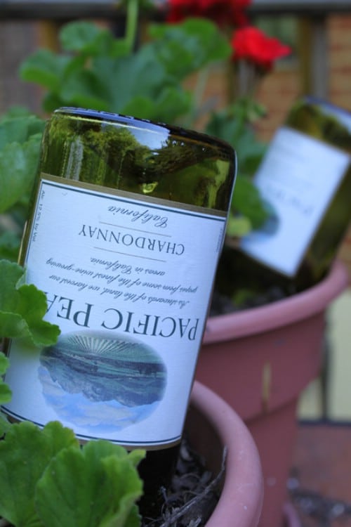 Easy watering hack with wine bottles.