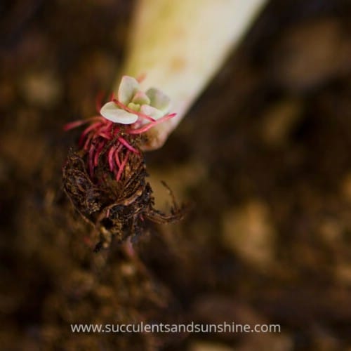 Propagate succulents from leaves.