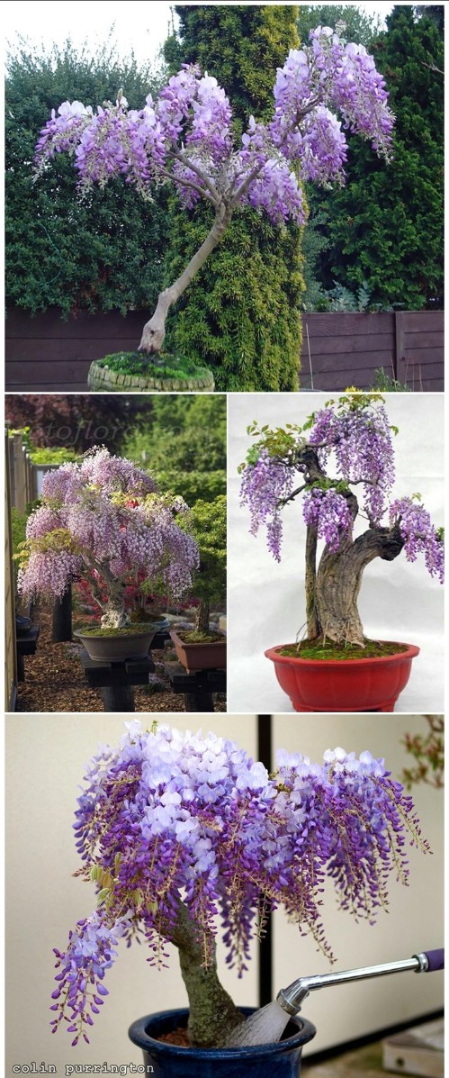 Grow wisteria in a pot.