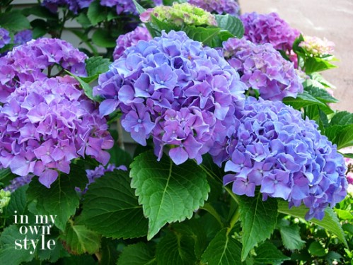 Turn hydrangeas blue or pink.