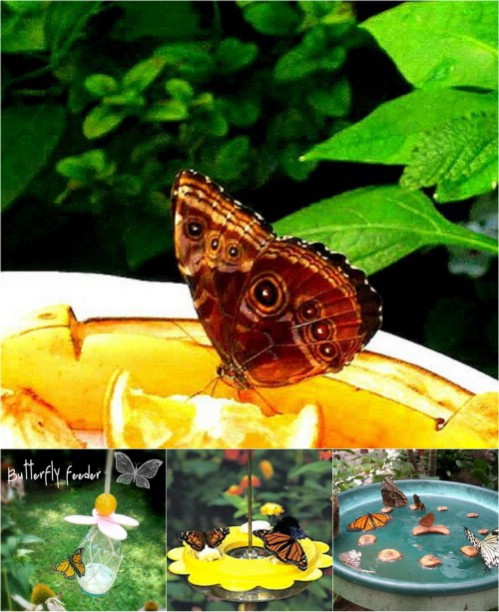 Make a butterfly feeder in 6 easy steps.