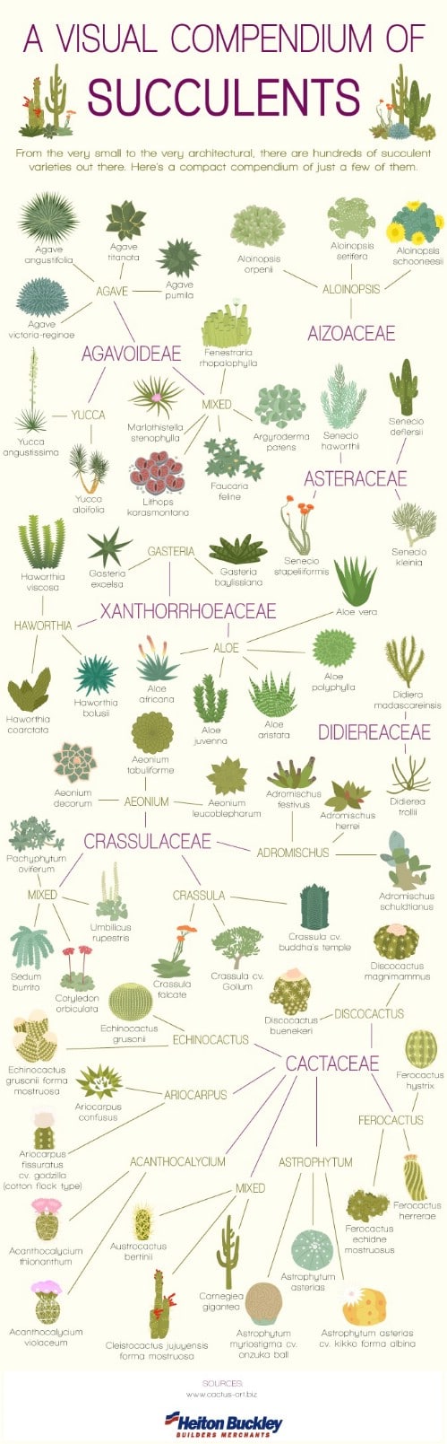 Learn your succulents.