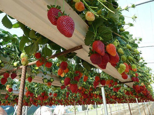 Repurpose gutters for strawberries.