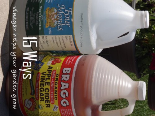 Learn why apple cider vinegar is so awesome to have around in your garden.