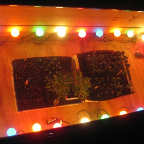 Use holiday lights to keep your seedlings warm.