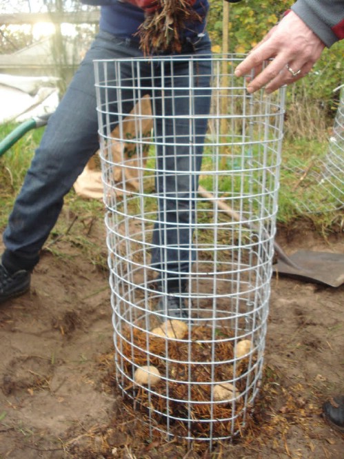 Learn about vertical gardening.