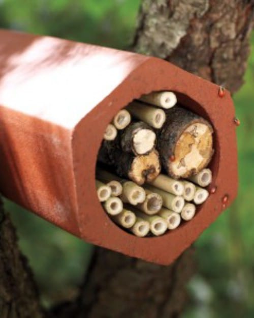 Build a ladybug habitat.