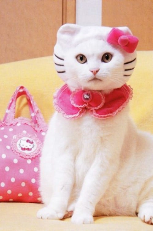 Cat In Hello Kitty Costume
 These 24 Halloween Pet Costumes may Just be Better than Your Own DIY