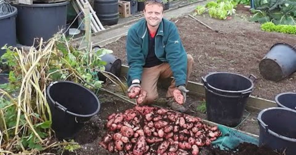 Potato Towers, Bins and Containers. How to Grow and Harvest Potatoes