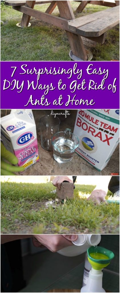 how to get rid of crazy ants home remedy