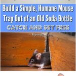 How to Build a Simple, Humane Mouse Trap Out of an Old ...