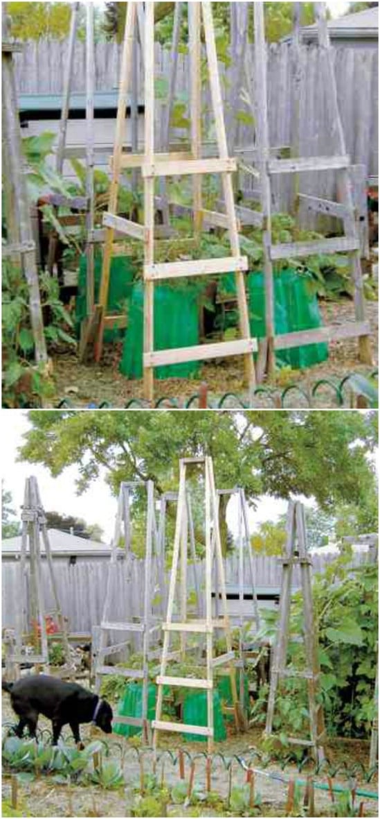 Tomato ladder